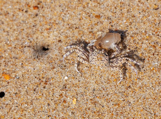 Sand crab dragging dinner victim to hole.