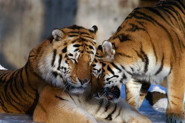 Fototapeta na wymiar tigers in love