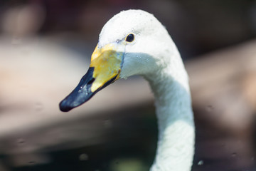 Healthy and cute goose in zoo