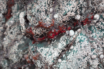 Textur mit Muscheln