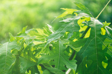 reen leaf nature of papaya with light fare