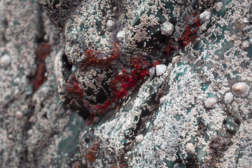 Textur mit Muscheln
