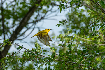 Gold Finch in flight