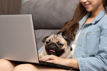 Woman typing and working on laptop with dog Pug breed lying on her knee and looking on screen feeling happiness and comfortable,Dog Friendly Concept