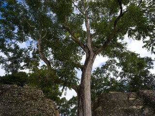 Low angle view of tree at Ancient Mayan Archaeological Site, San Jose Succotz, Cayo District, Belize