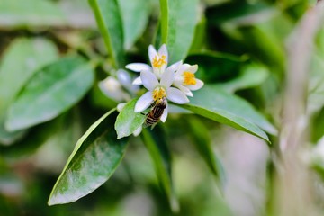 Obraz premium white flower