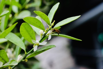 Obraz premium green leaf on tree