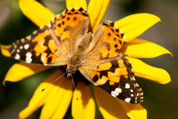 Orange Painted Lady Butterfly