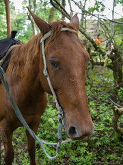 Obraz na płótnie Canvas Close-up of horse, Chaa Creek Road, Chaa Creek Nature Reserve, San Ignacio, Belize