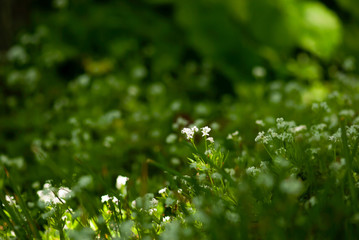 Obraz premium Tiny White Woodland Flowers