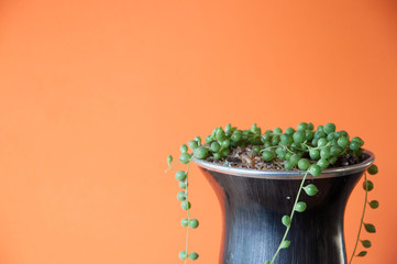 young plant in a pot with orange background