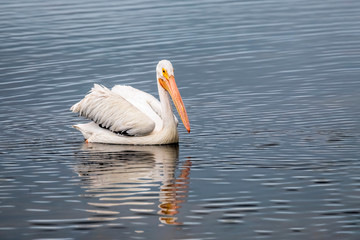 Swimming White Pelican - An American white pelican, Pelecanus erythrorhynchos, swims on a pond in Ding Darling National Wildlife Refuge on Sanibel Island, Florida.