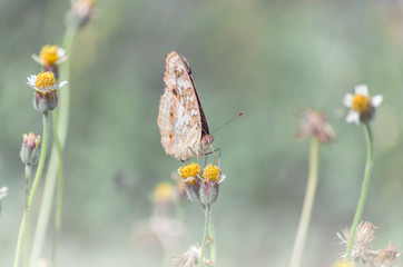 Beautiful Butterfly and colorful flowers in the garden.
