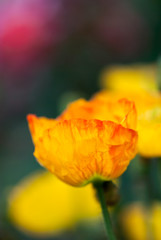 Yellow and Orange Poppy Flower