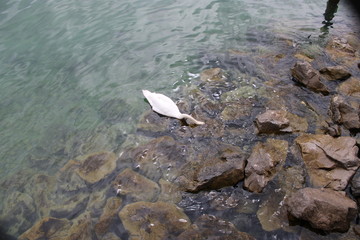 Embankment of Lake Constance in Friedrichshafen