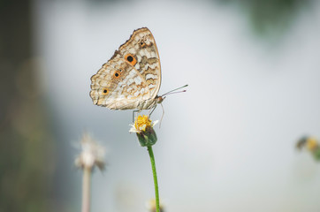 Beautiful Butterfly and colorful flowers in the garden.