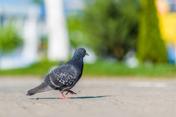 Portrait of a lonely pigeon in the square with a strongly blurred background.