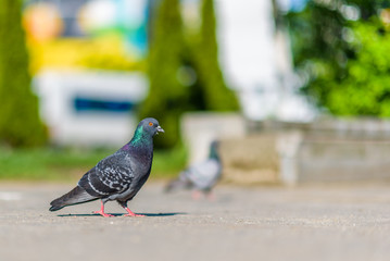 Portrait of a lonely pigeon in the square with a strongly blurred background.