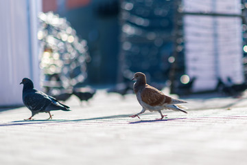 Portrait of a lonely pigeon in the square with a strongly blurred background.