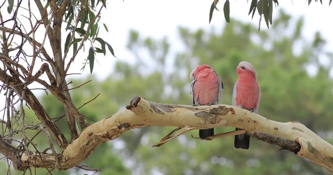Pair of Galah, Eolophus roseicapilla, perched 4K