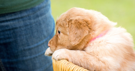 cute puppy dog lover hundewelpen hoverwart blond tierbabys haustier hund vierbeiner welpe wachhund...