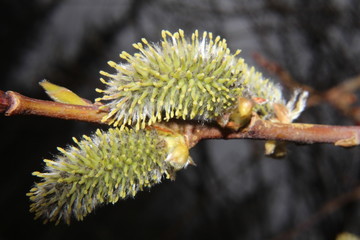 Fototapeta premium buds of willow