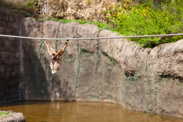 Zoo's cute tightrope walker is a monkey