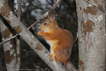 red squirrel on a tree