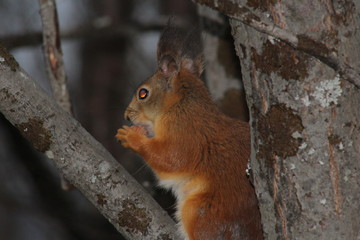 red squirrel on a tree