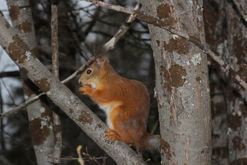 squirrel on a tree