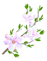 Beautiful background with twig blooming magnolia. Vector illustration. EPS 10
