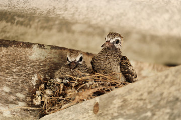 Two birds on their nest.