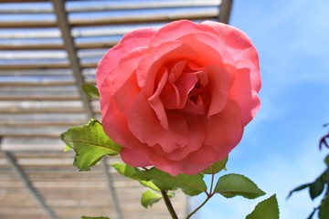 very beautiful flowers in the spring