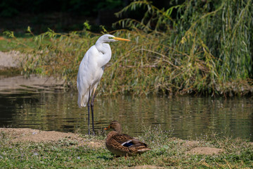 Airone bianco in attesa della preda