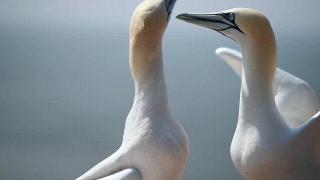 Pair of Northern gannets (Morus bassanus) in courtship. Large colony of birds on the island of Helgoland. Shallow depth of field. Portrait, no people.