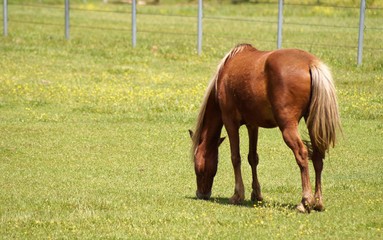 Horse grazing in the pasture
