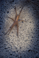 A macro photo of a spider sitting on a concrete fence