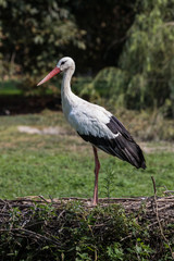 cicogna nel nido. Pianura Padana