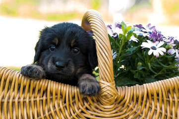 cute puppy dog lover hundewelpen hoverwart blond tierbabys haustier hund vierbeiner welpe wachhund...