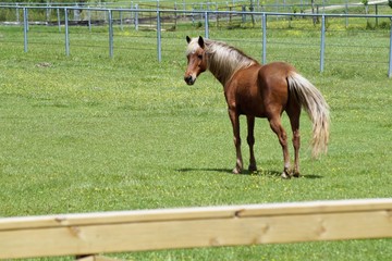 Horse in pasture turned to look at me as I called out 