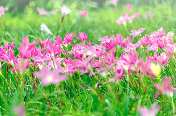 Obraz premium Pink flowers in a pastel-style flower garden
