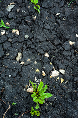 Green weeds in black dug earth