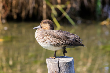 anatra nella palude. Pianura  padana