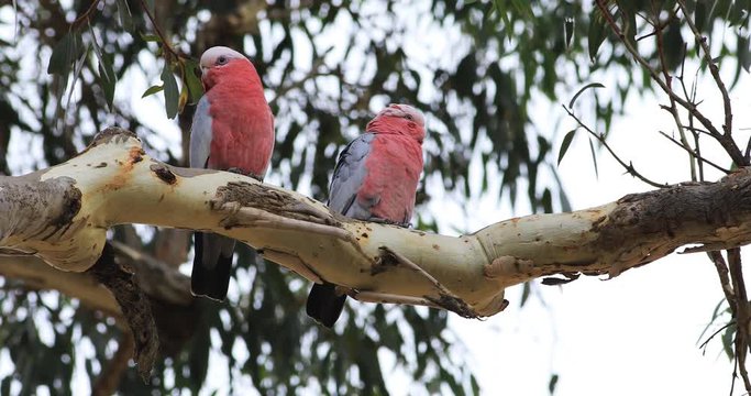 Perched Galah, Eolophus roseicapilla 4K