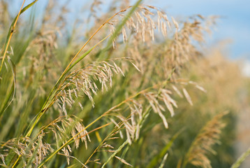 Ears of wheat growing in a field along the road against a sky