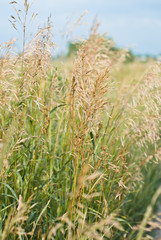 Ears of wheat growing in a field along the road against a sky