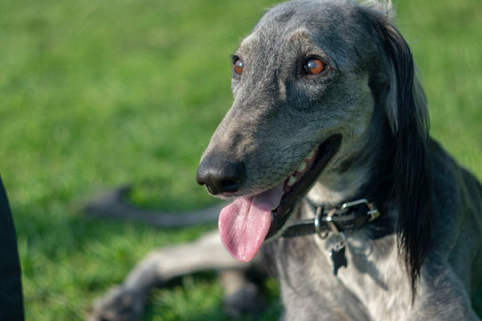 The Turkmen Hound stuck out her tongue, resting on the grass. Close-up. The dog walks on a sunny summer day. After a long run, greyhound lay down to rest.