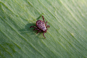 A dangerous parasite and infection carrier mite