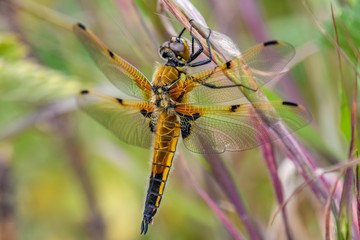 A close-up of a gold-coloured dragonfly. The insect is holding on to a leaf, with its wings outstretched. There is purple and green foliage in the background.