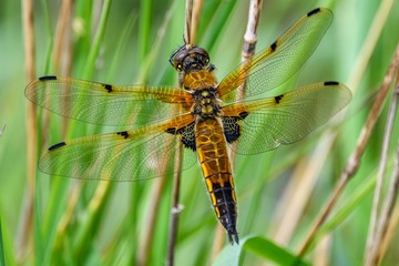 A close-up of a gold-coloured dragonfly. The insect is holding on to a leaf, with its wings outstretched. There is green foliage in the background.
